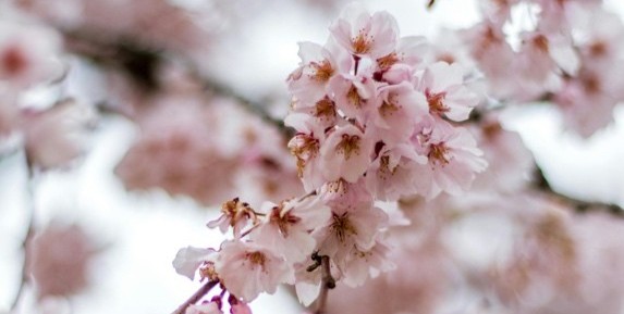 Photo de fleurs en Corée du Sud